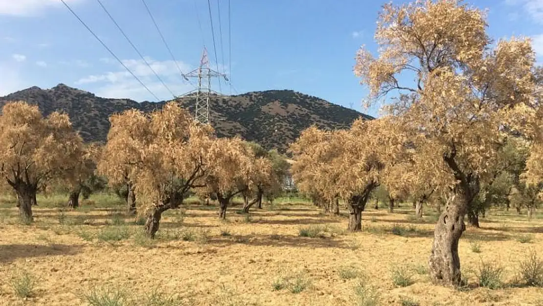 Milas’ta Zeytinyağı Üretimindeki Zorluklar ve Zeytin’in Geleceği