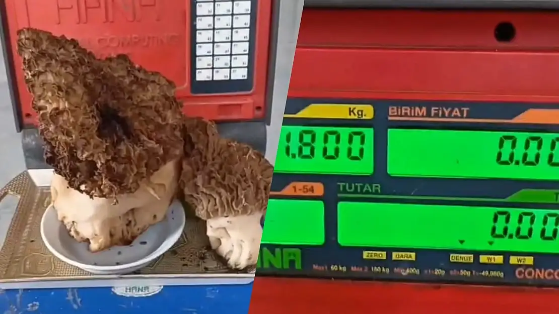 Muğla'da nadir rastlanan dev kuzu göbeği bulundu