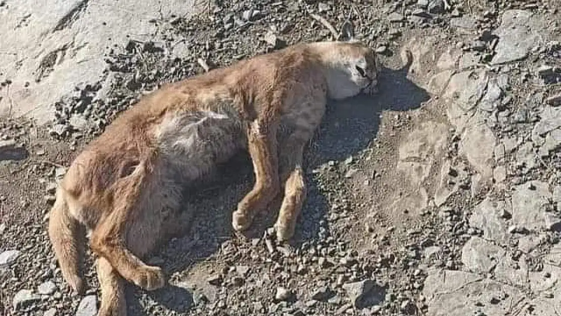 Muğla’da Nesli Tükenen Karakulak Ölü Bulundu