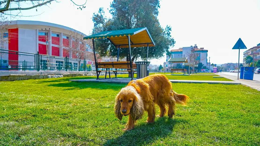 Nefes Alan Yeşil Bir Milas İçin Milas Belediyesi Çalışmalara Başladı