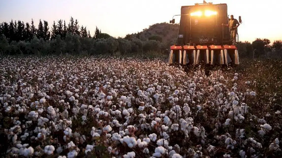 Pamukçuluk Neden Bitti ?