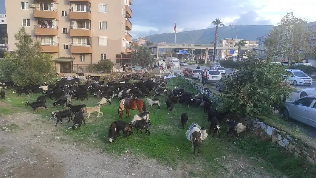 Son Konar Göçer Yörükler 400 Keçiyle 15 Günde Milas’a Geldiler