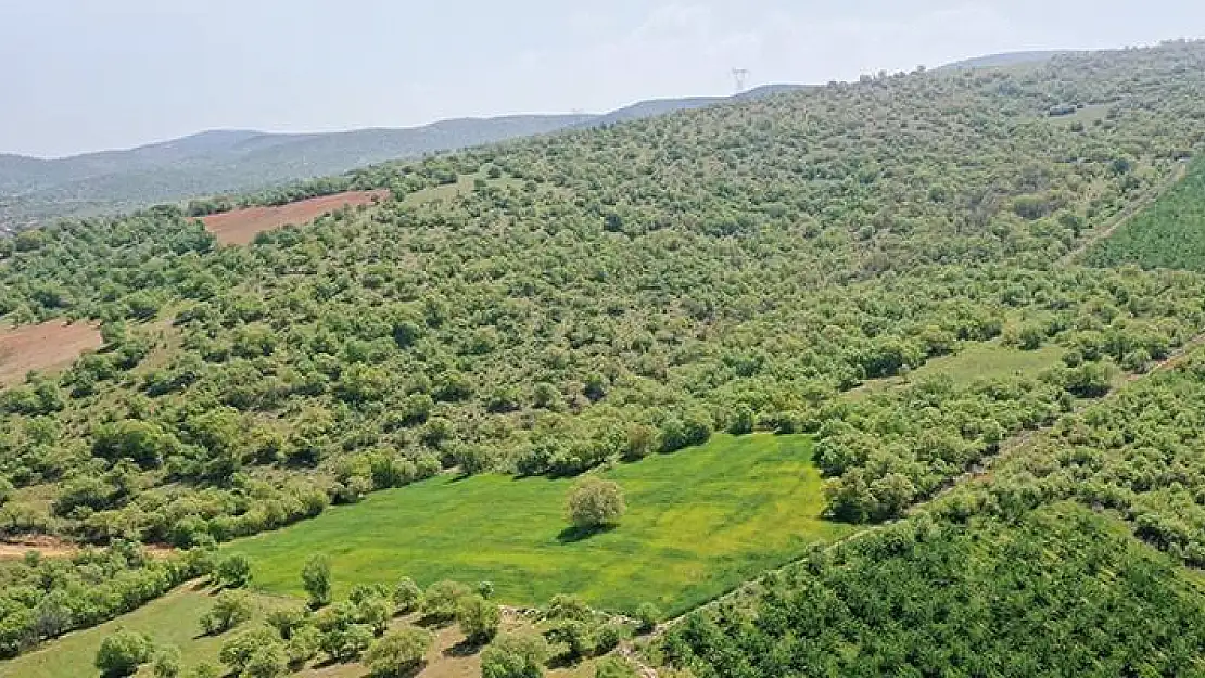 TOKİ’nin Milas'ta ormanlık alandaki projesi için 'ÇED gerekli değil' kararı