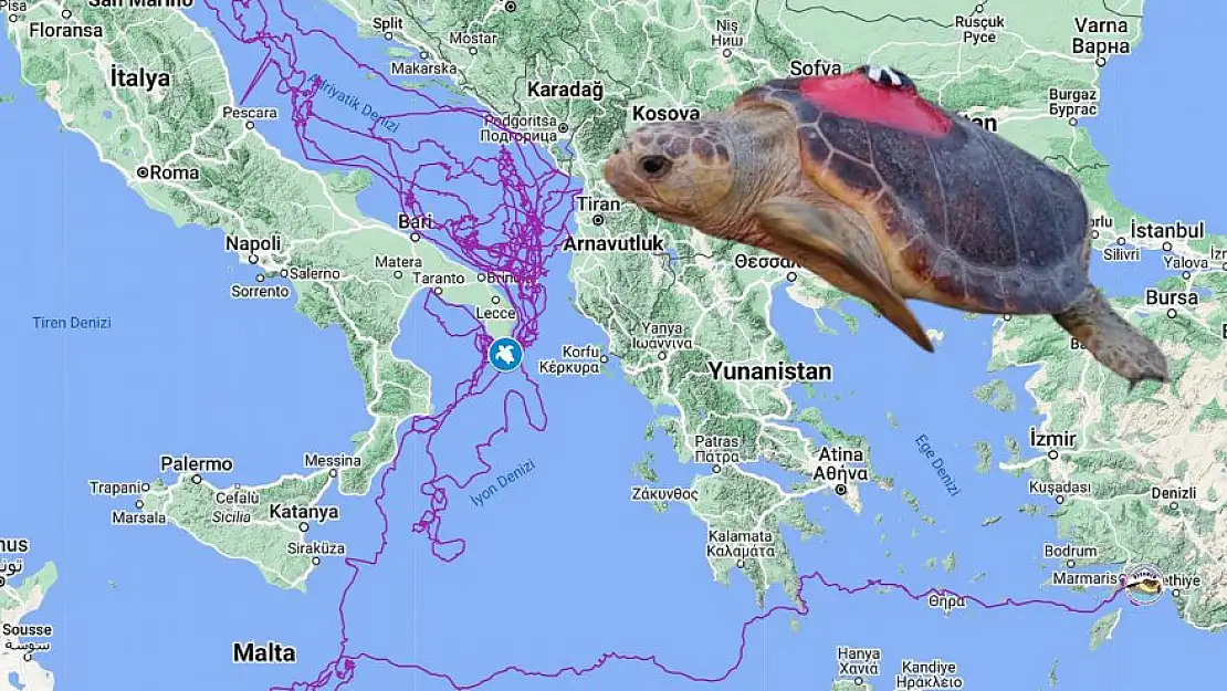 Uydu takibinde izlenen “Caretta Caretta Tuba” 20 bin kilometre yol gitti