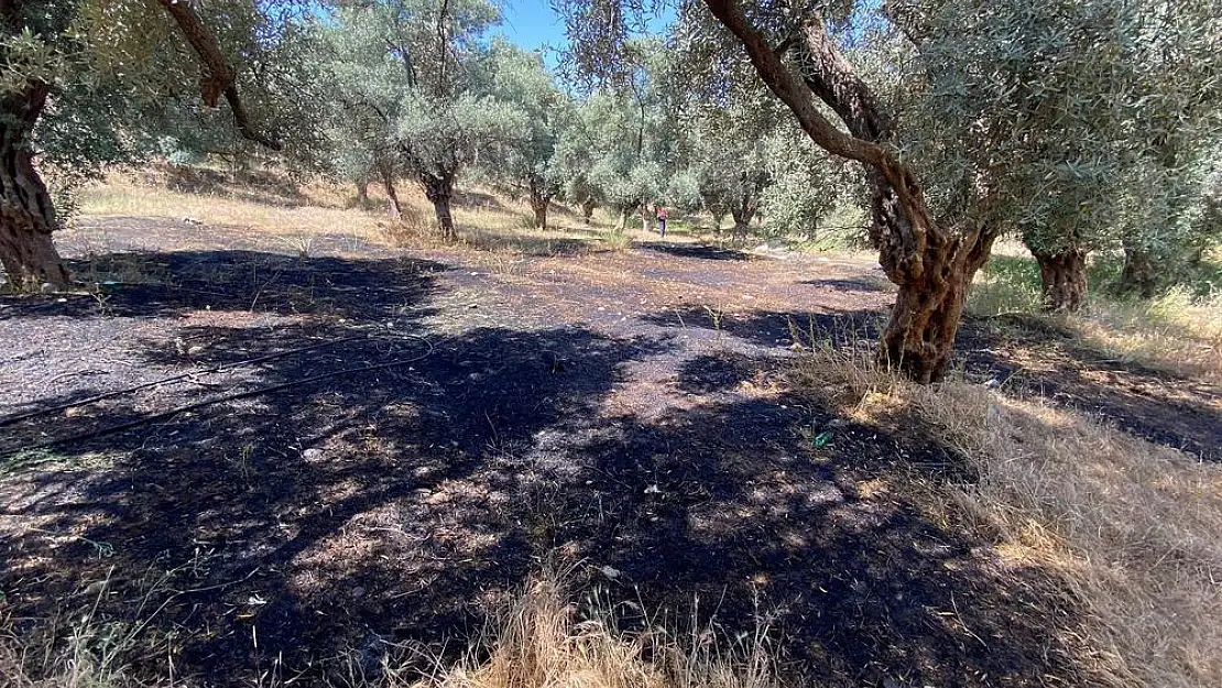 Zeytinlik Alanda Çıkan Yangın Kısa Sürede Söndürüldü