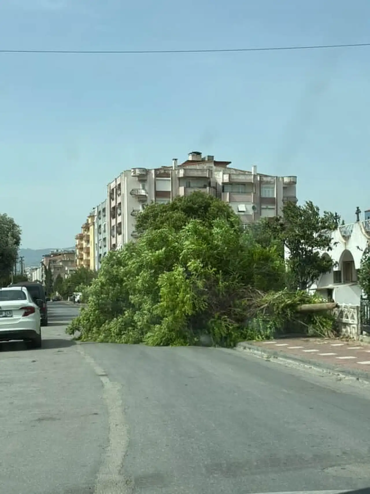 Milas'ta fırtına etkili oluyor: Ağaçlar devrildi