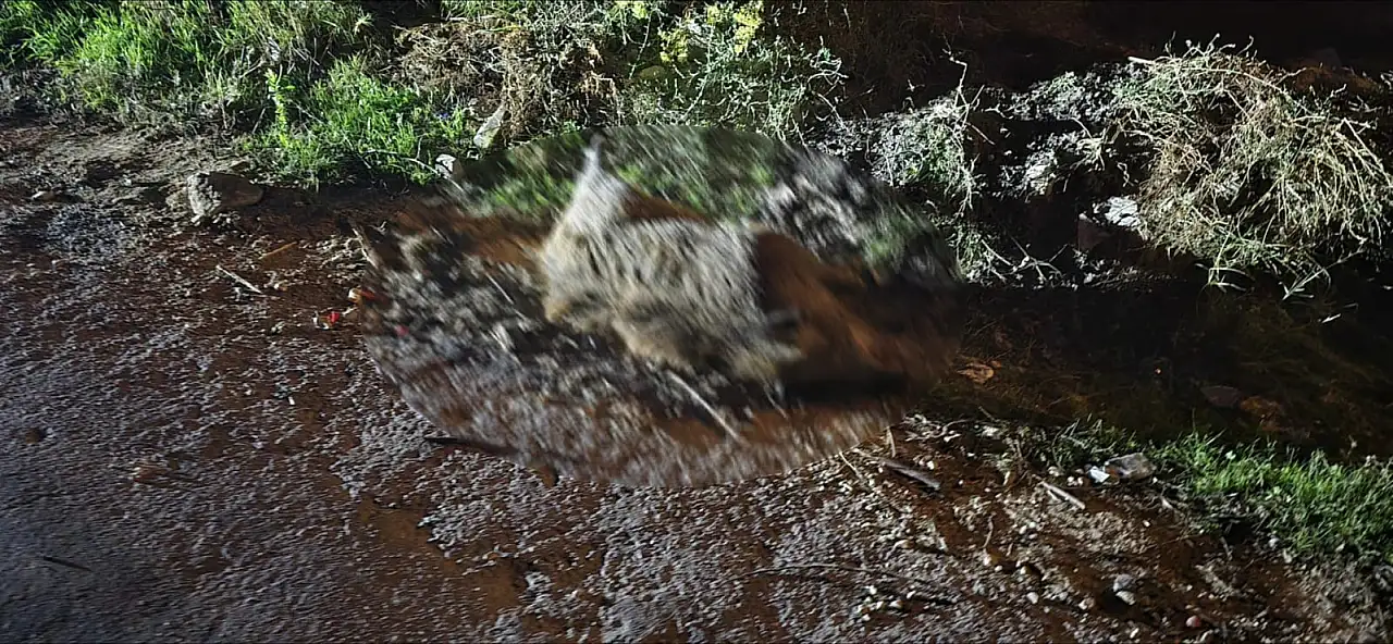 Milas Emek Mahallesi'nde korkutan manzara: Ayakları bağlı 4 domuz ölü halde bulundu