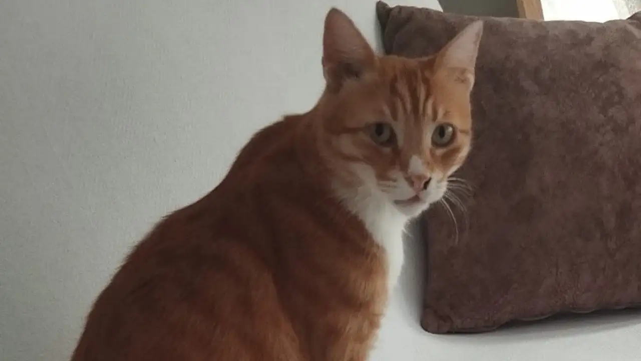 Milas'ta 25 Bin TL Ödüllü Kayıp Kedi Aranıyor