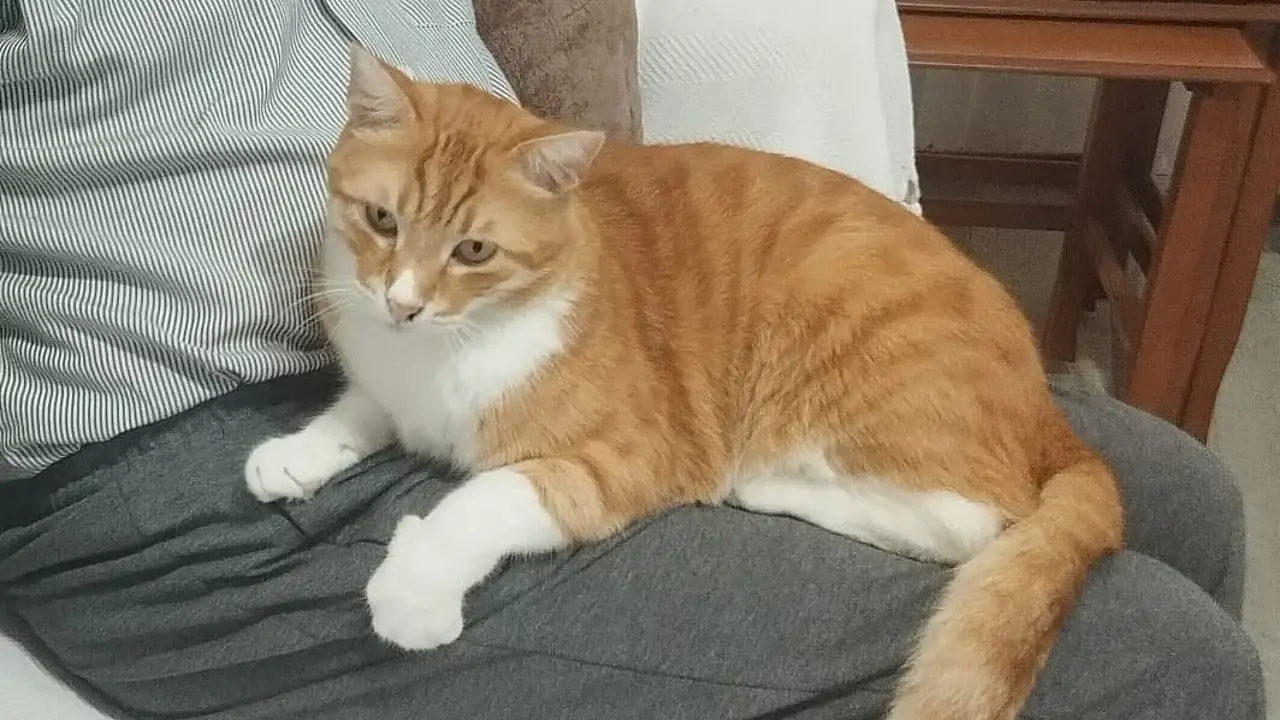 Milas'ta 25 Bin TL Ödüllü Kayıp Kedi Aranıyor