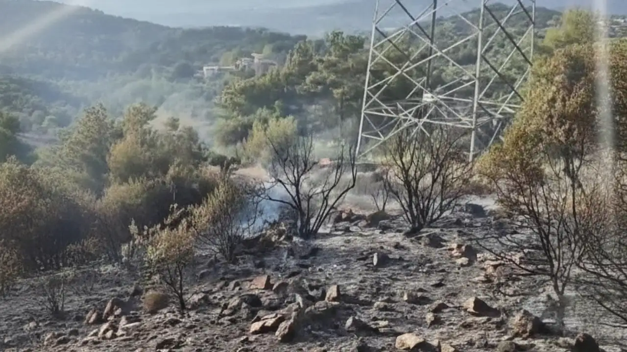 Milas'ta korkutan yangın: Zeytinlik ağaçları kül oldu