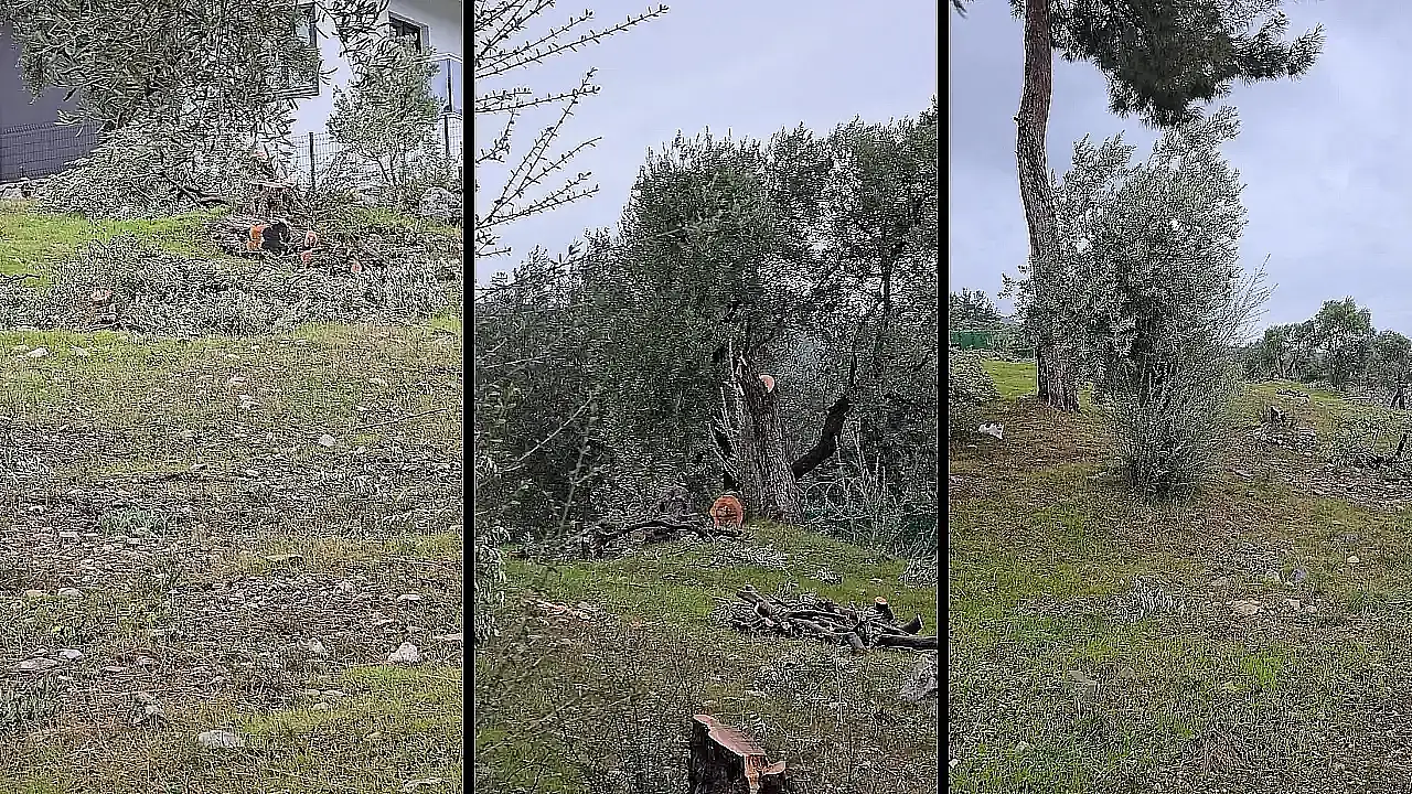 Tarım ve Orman Bakanı Yumaklı'dan Milas'ta kesilen zeytin ağaçlarıyla ilgili sert açıklama