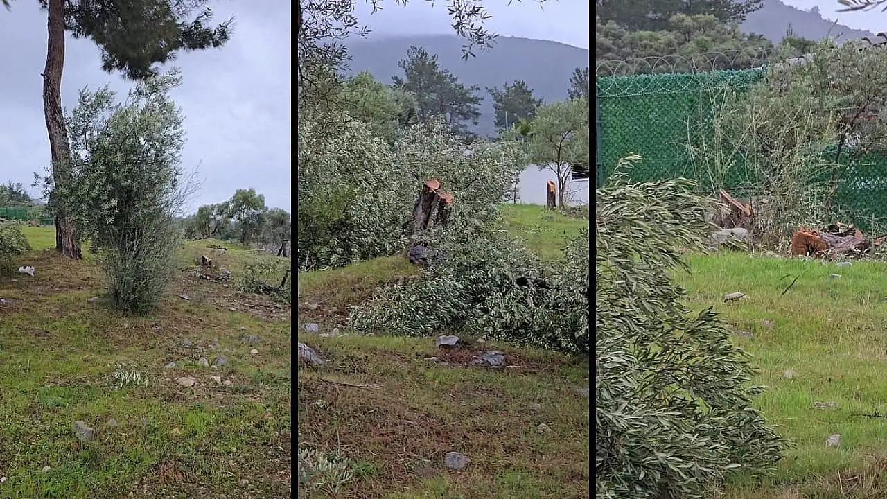 Milas'ta zeytin ağacı kesme tartışmaları büyüyor: Ahmet Kılbey'in damadı görevden alındı