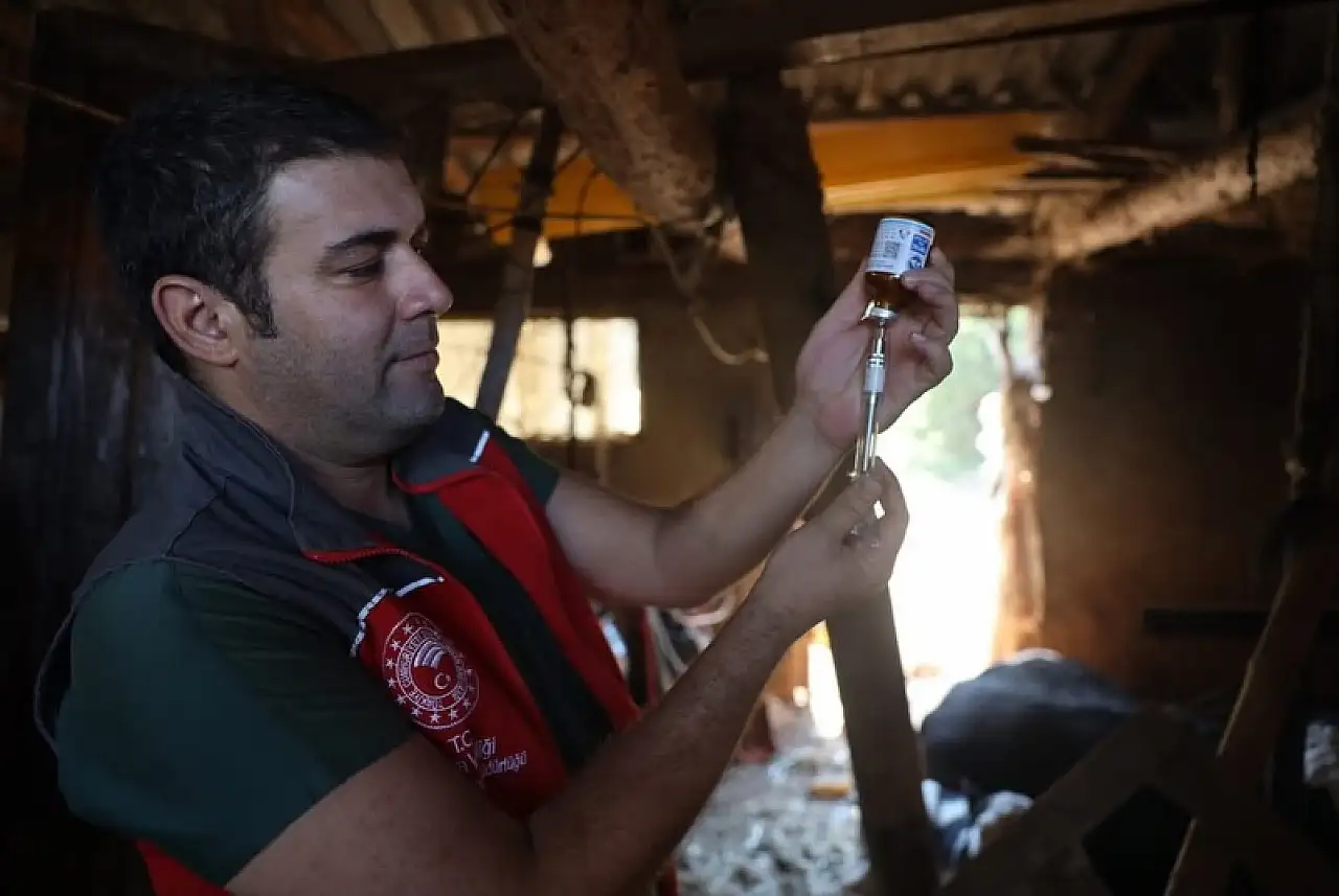 Milas'ta Şap Hastalığı Nedeniyle 3 Kilometrelik Alan Karantinaya Alındı