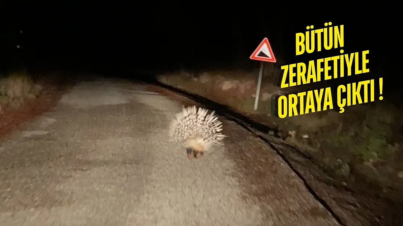 Milas'ta Oklu Kirpi Heyecanı Yeniden Yaşandı