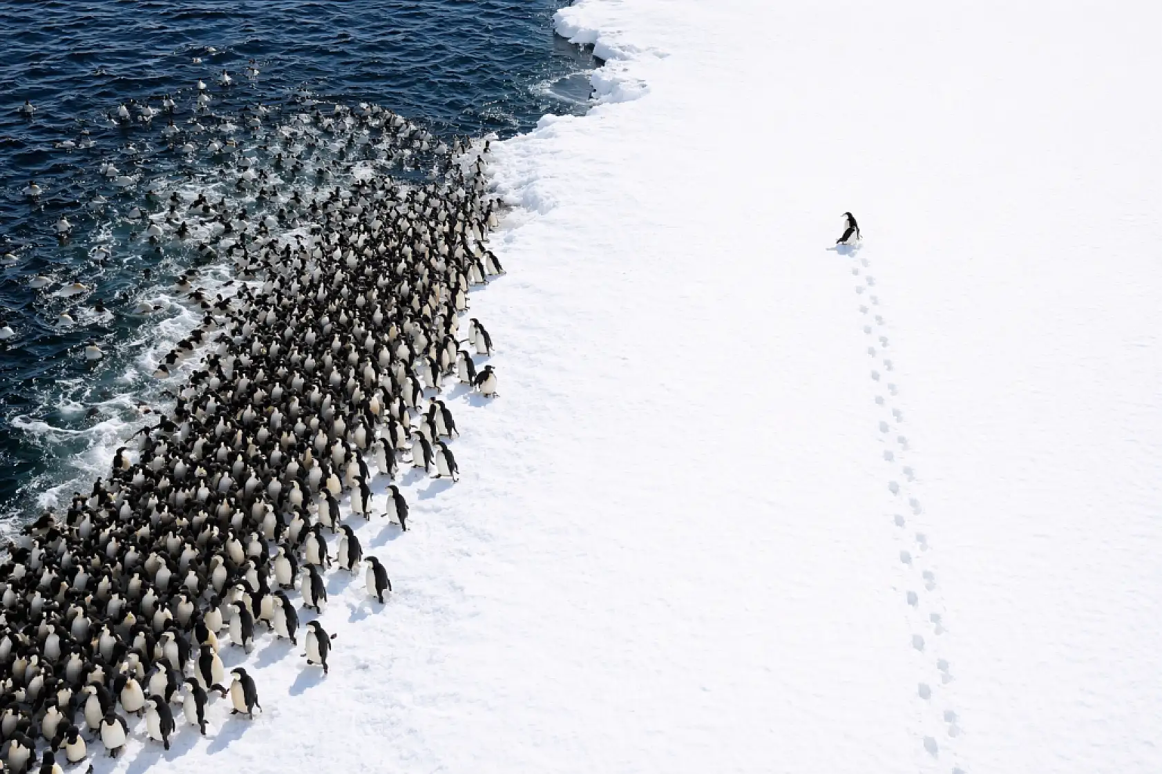 Beyaz Sonsuzluğa Yürüyüş: İnterneti Ağlatan O Görüntünün Perde Arkası