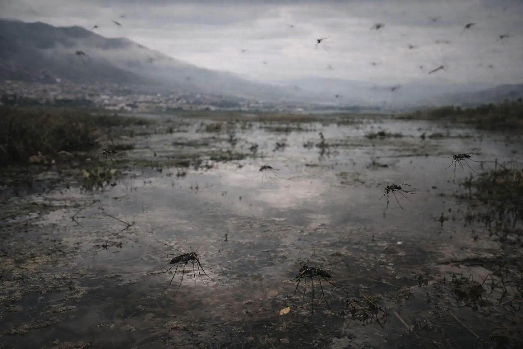 Eskiler neden Milas Ovası'na bataklık derdi? İşte o gerçek
