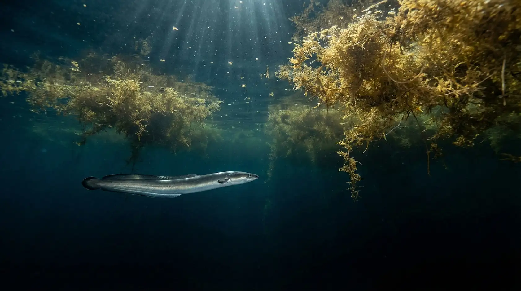 Ölümüne bir aşk yolculuğu: 7.000 km gidip bir daha asla dönmüyorlar…