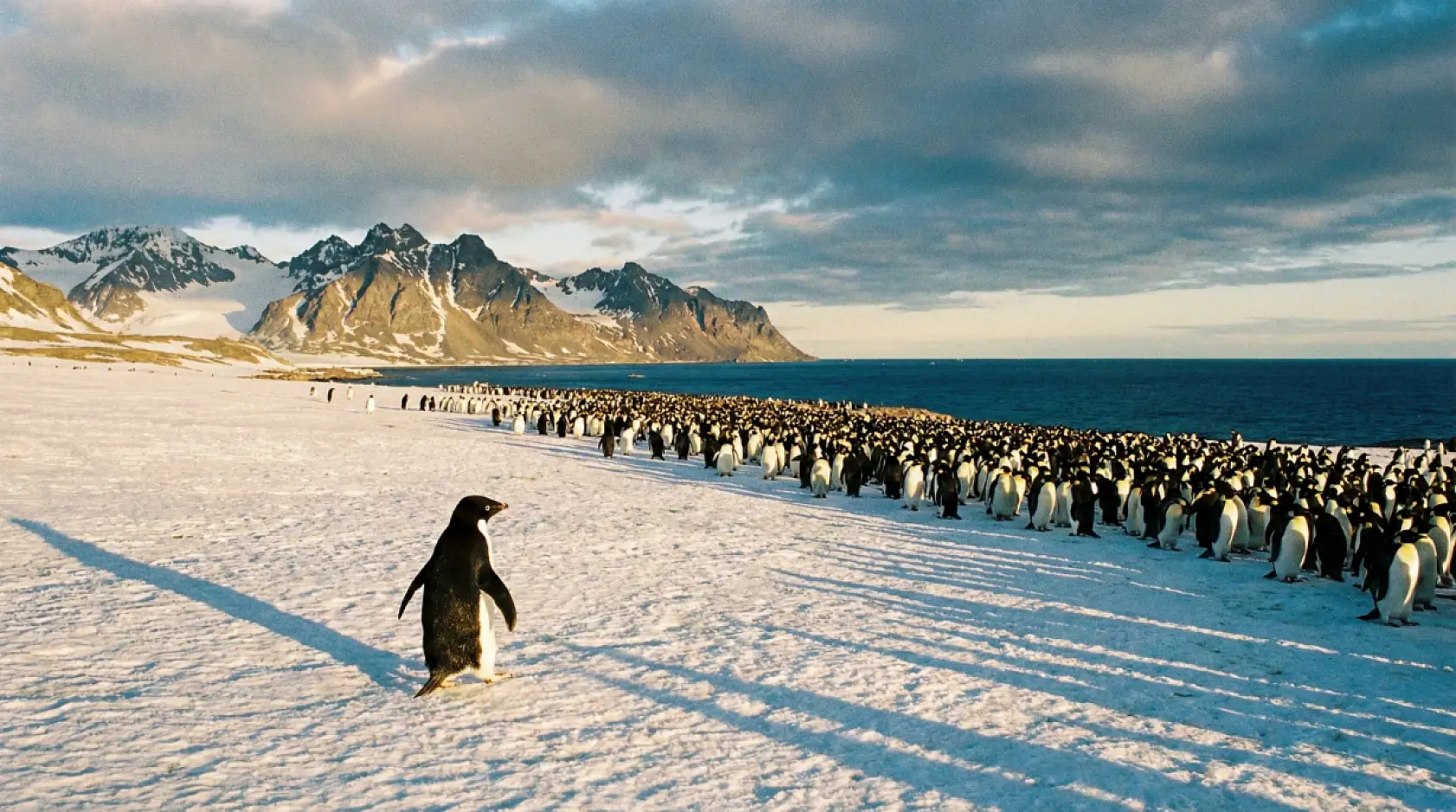 Beyaz Sonsuzluğa Yürüyüş: İnterneti Ağlatan O Görüntünün Perde Arkası