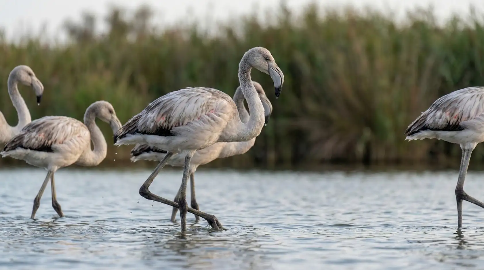 Flamingolar Tuzla Sulak Alanına Göç Etmeye Başladı