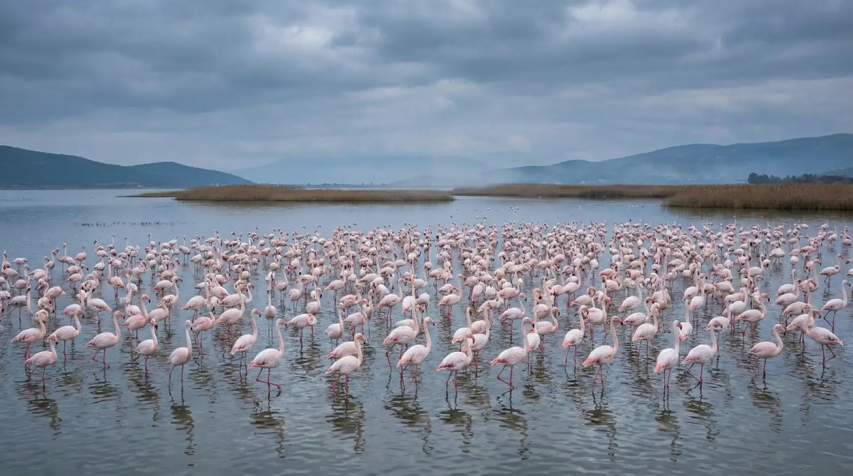Flamingolar Tuzla Sulak Alanına Göç Etmeye Başladı
