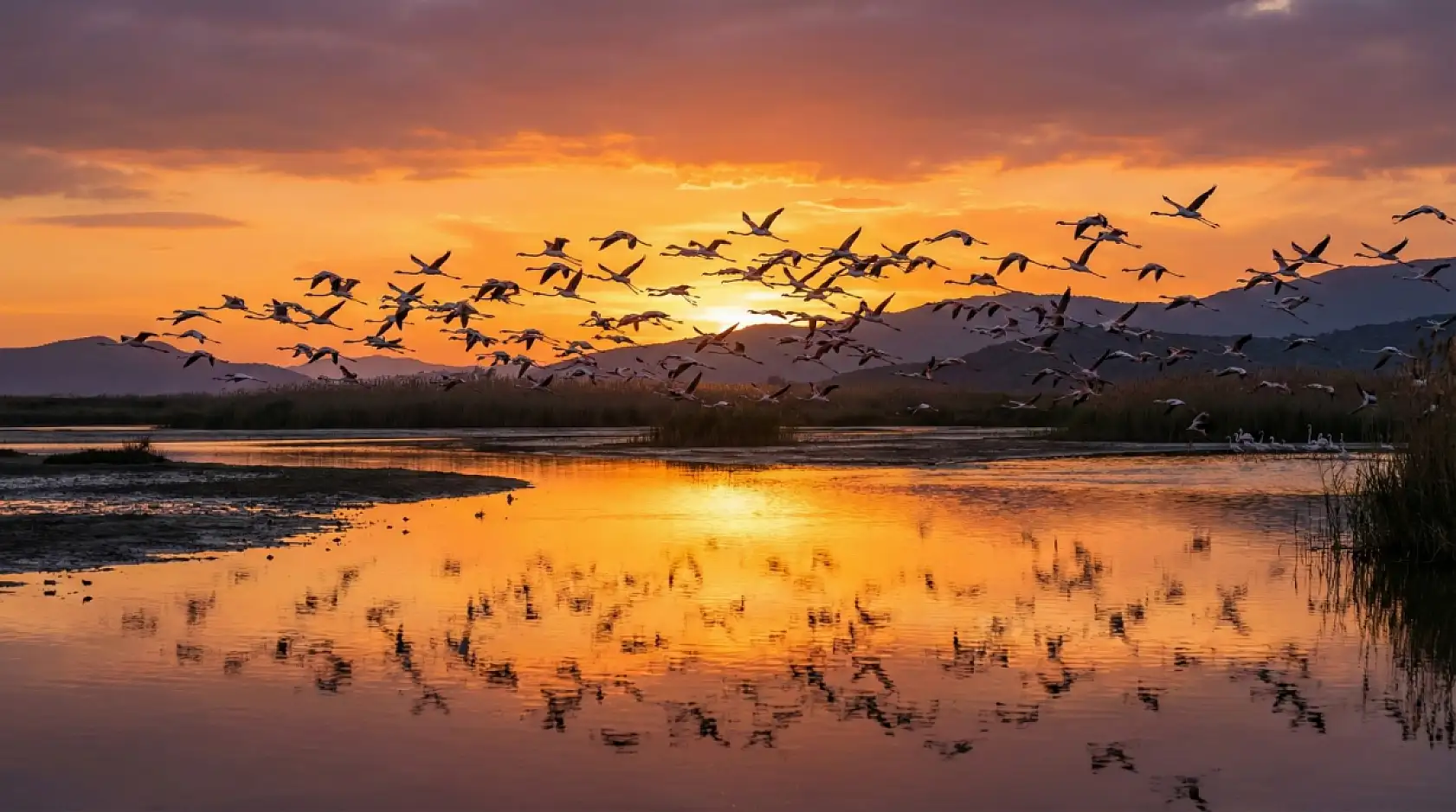 Flamingolar Tuzla Sulak Alanına Göç Etmeye Başladı