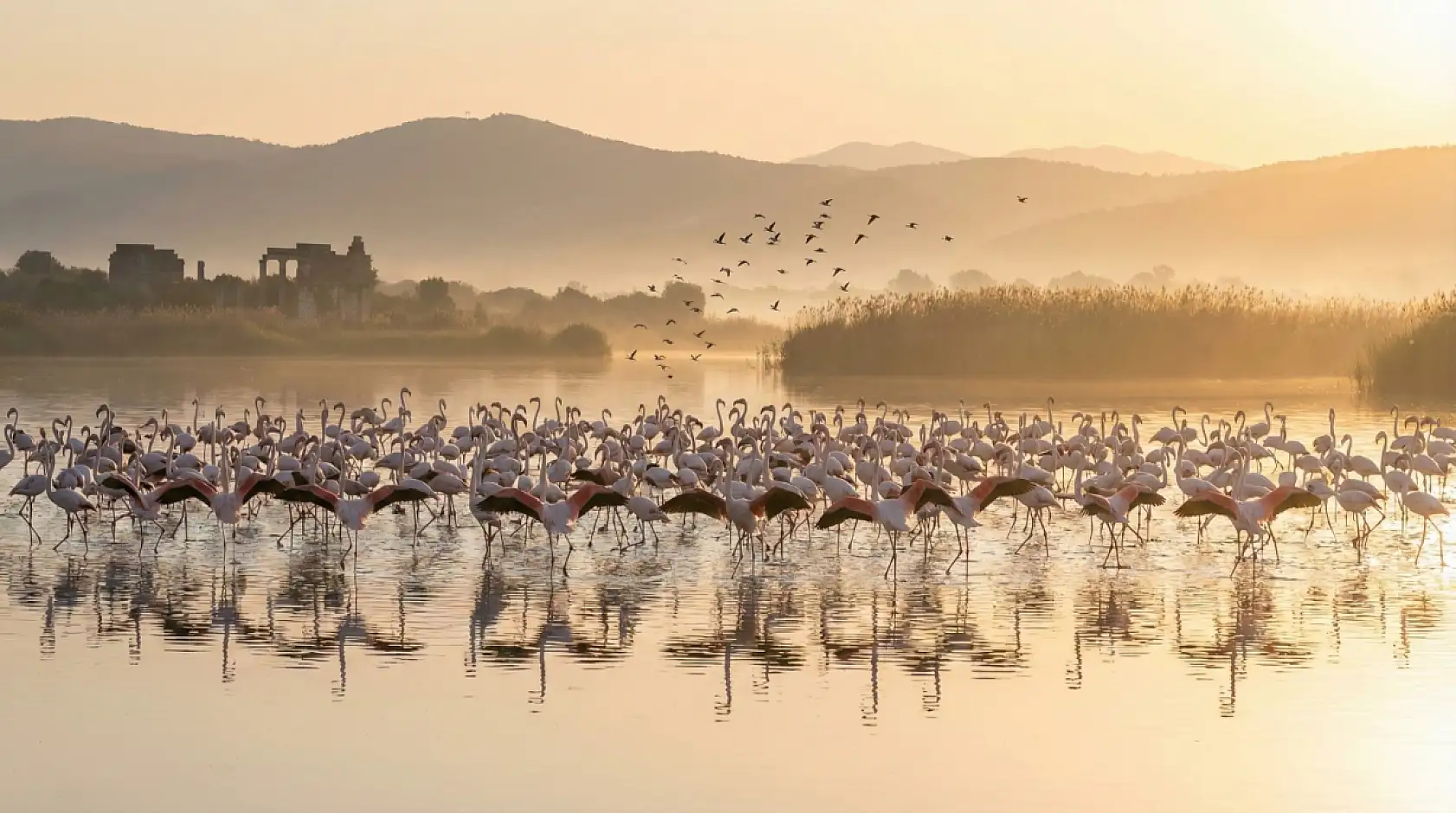 Flamingolar Tuzla Sulak Alanına Göç Etmeye Başladı