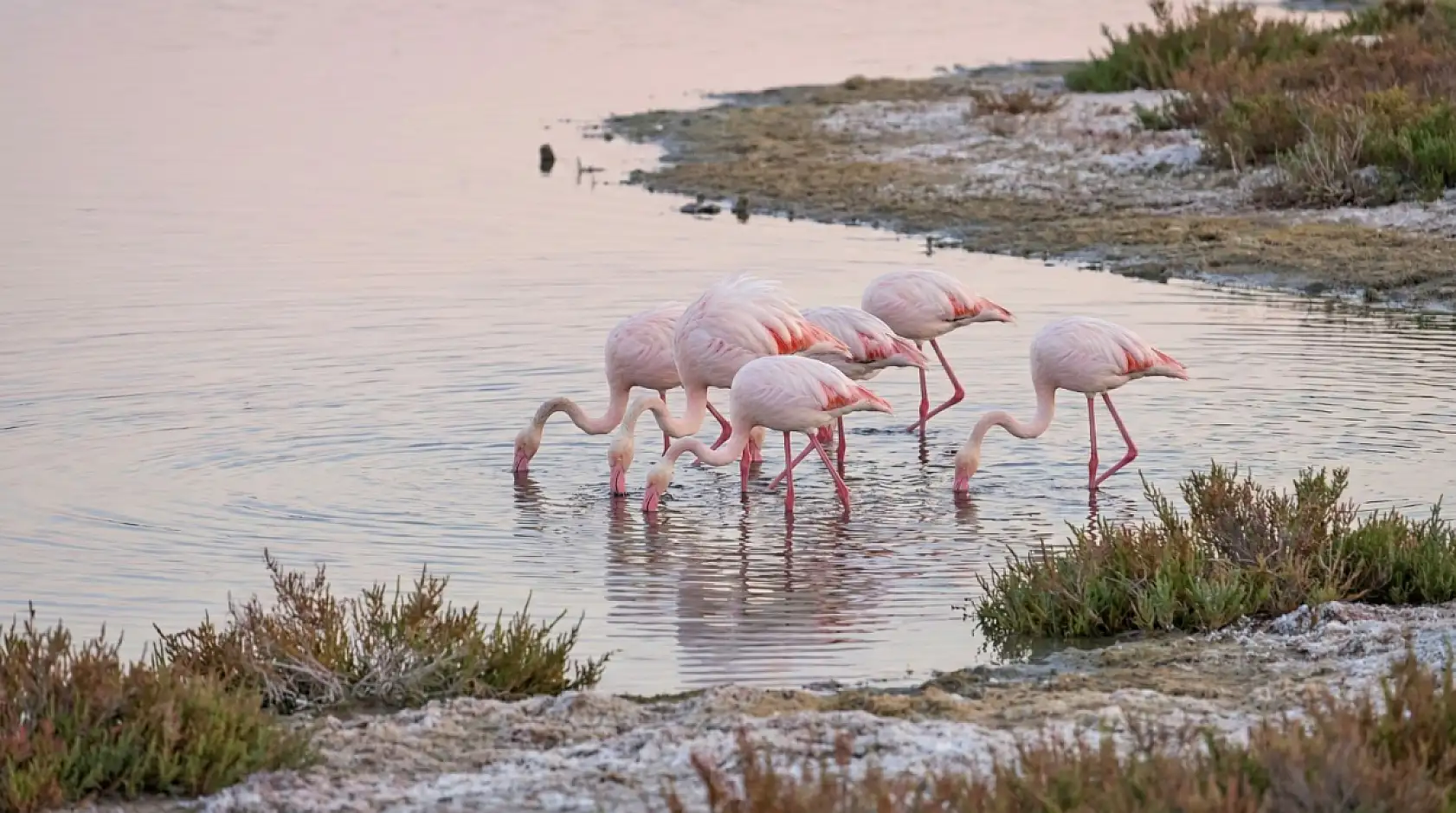 Flamingolar Tuzla Sulak Alanına Göç Etmeye Başladı