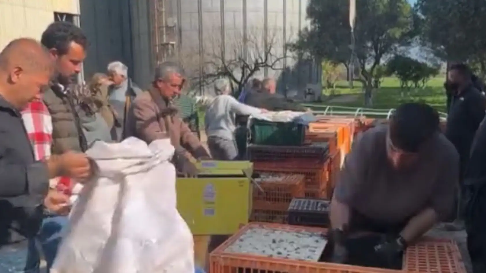 Milas Ziraat Odası 4000 adet tavuk dağıttı