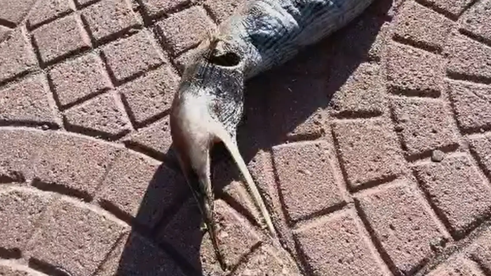 Milas kıyısında akılları karıştıran canlı: Denizden gelen bu varlık ne?