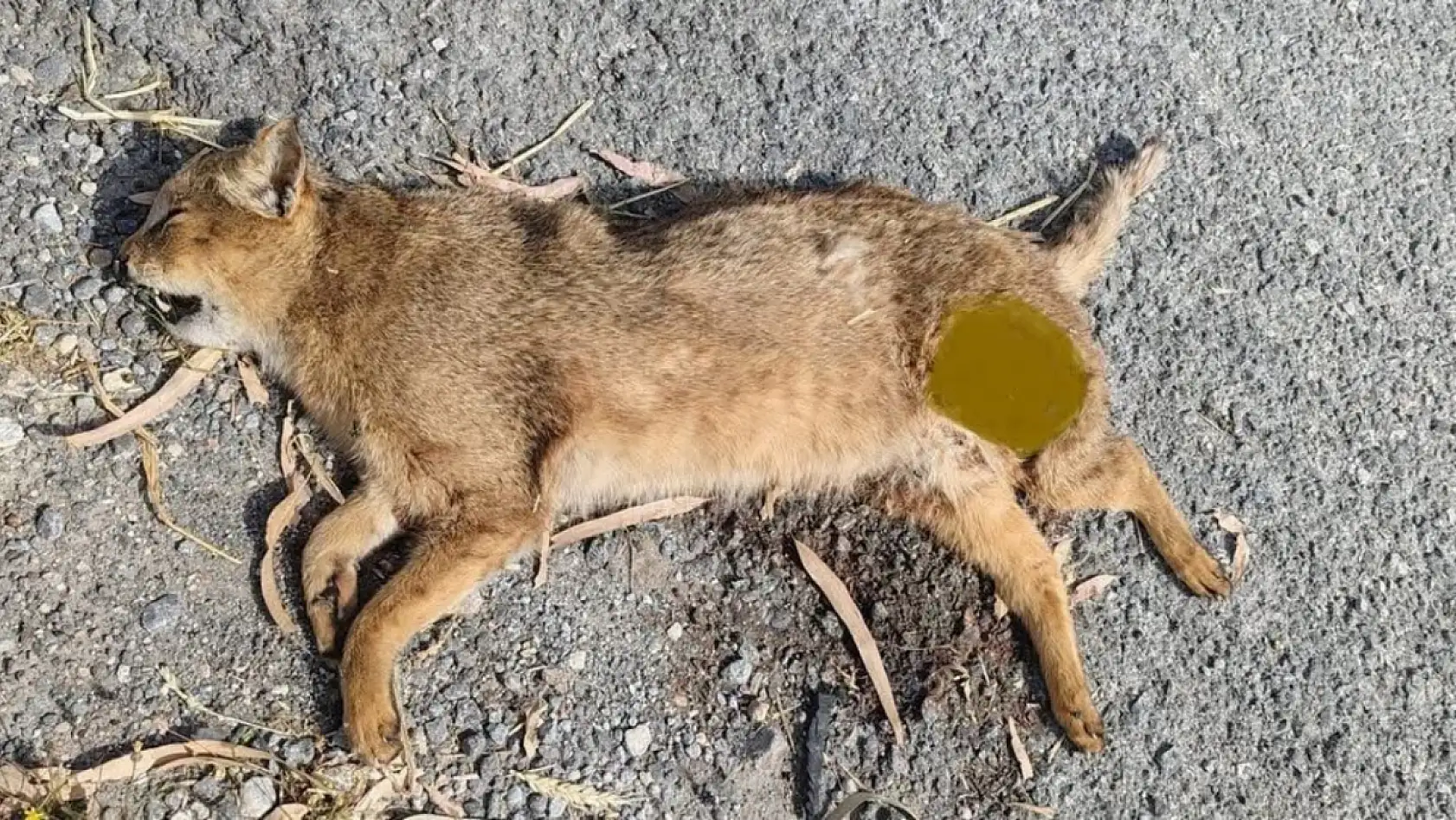 Türkiye'nin en gizemli yaban kedisi Söke Milas karayolunda can verdi
