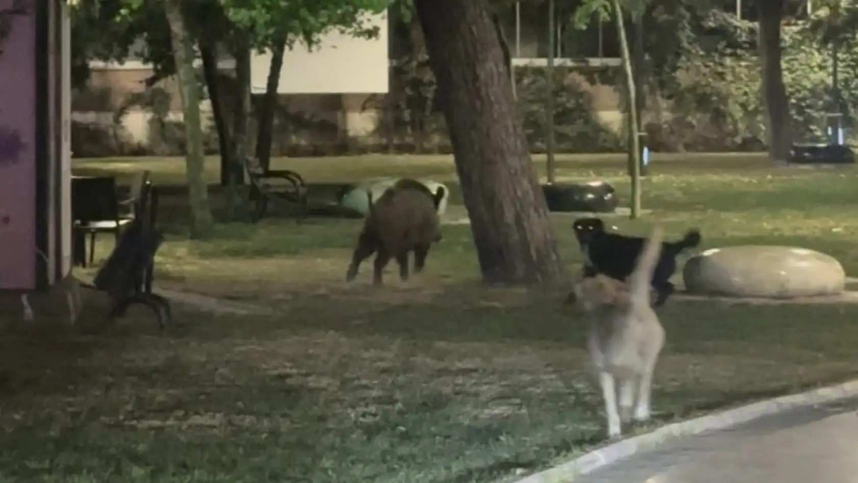 Milas'ta Yaban Domuzlarıyla Köpekler Arasında Kovalamaca