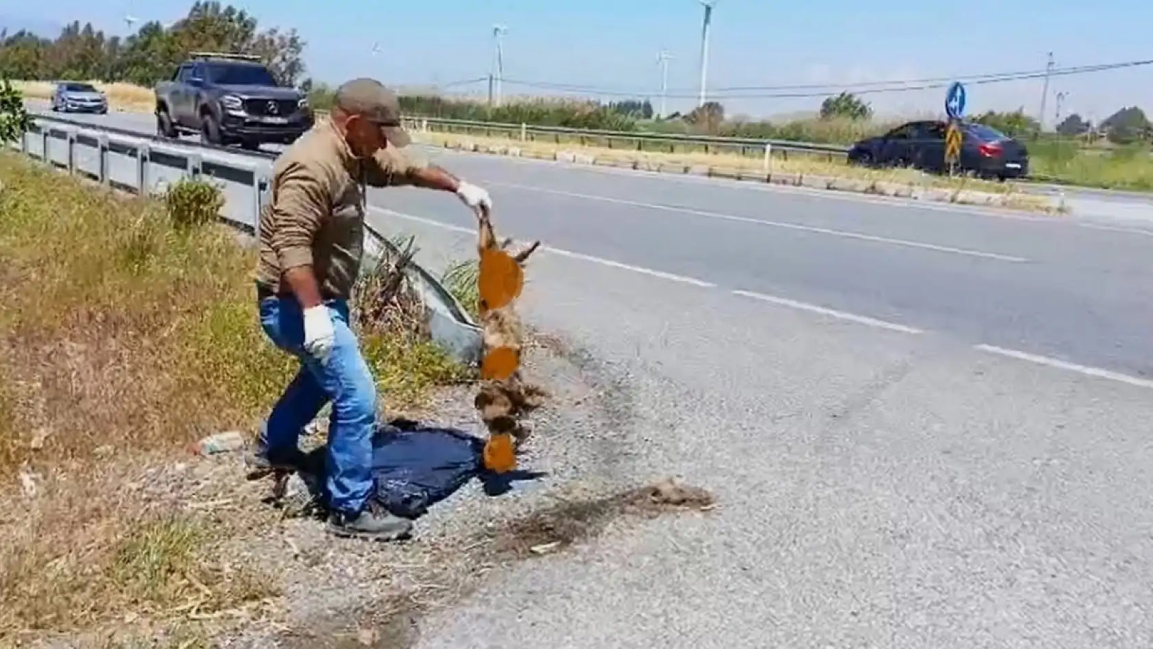 Türkiye'nin en gizemli yaban kedisi Söke Milas karayolunda can verdi