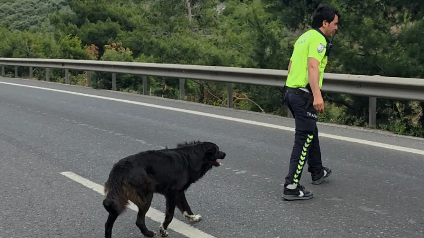 Milas Bodrum karayolunda kazayı izlemeye gelen köpeği ezilmekten polis kurtardı