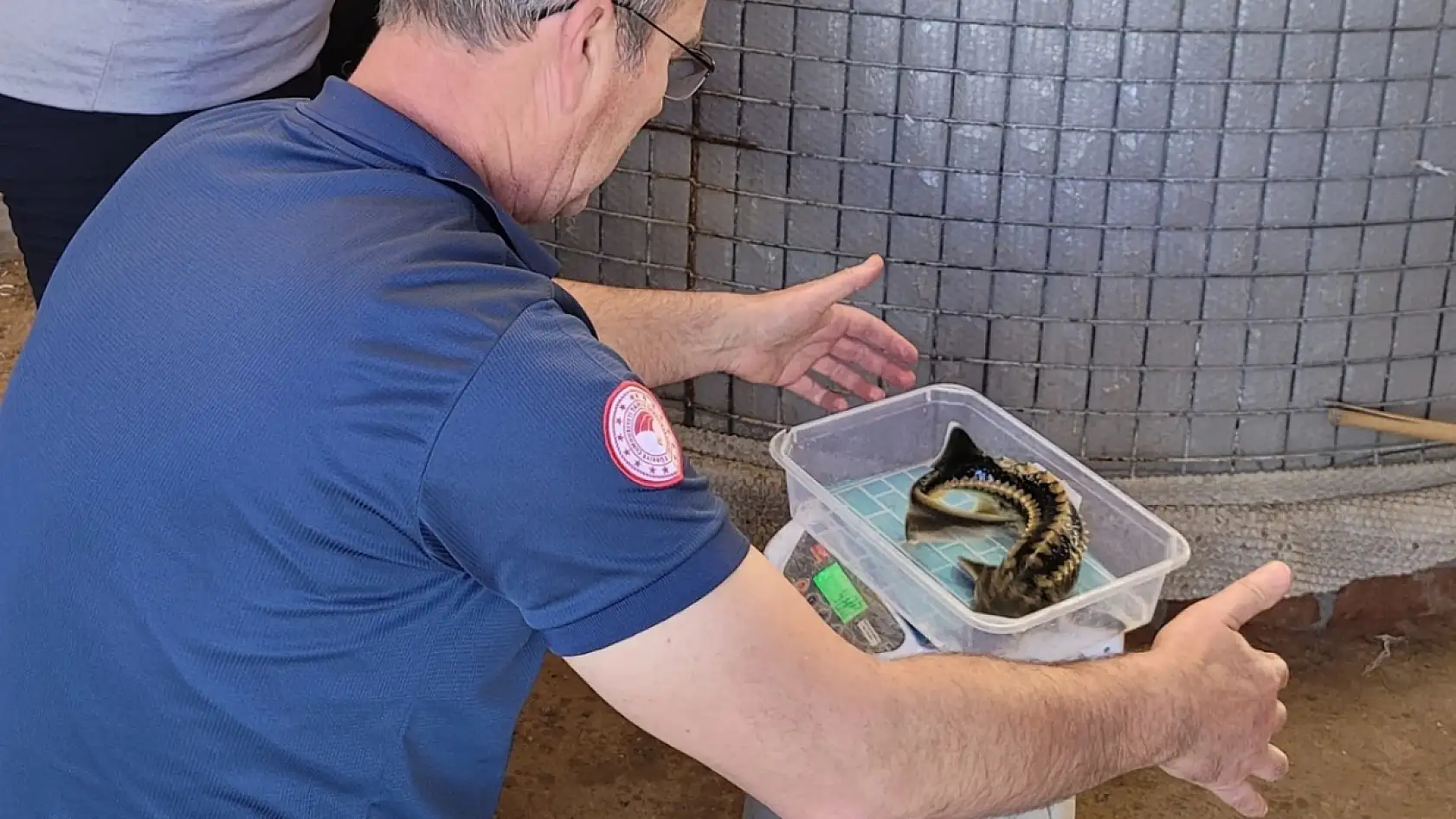 Milas'ta balıkçılıkta devrim: mersin balığı üretimi başladı