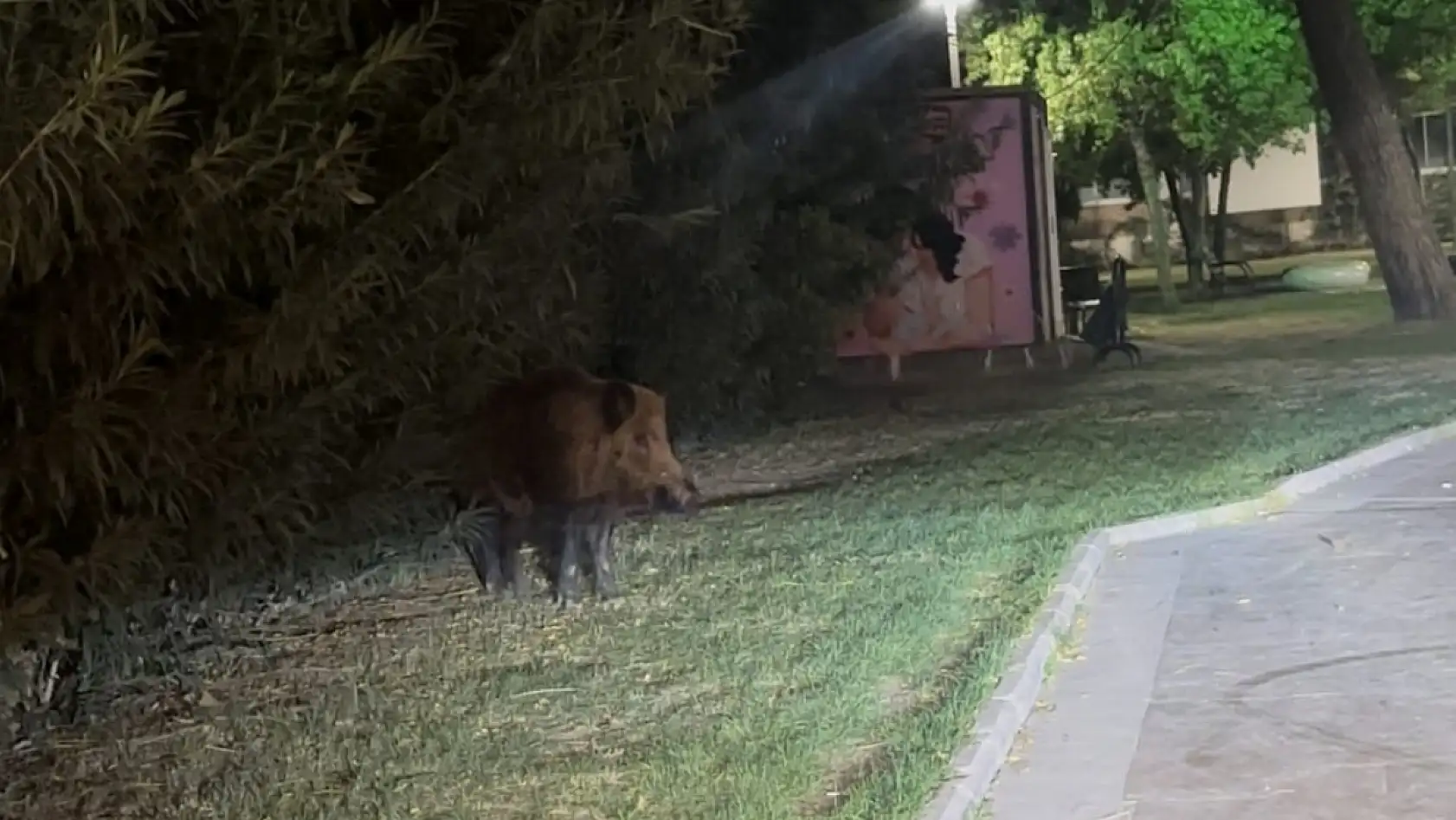 Milas'ta Yaban Domuzlarıyla Köpekler Arasında Kovalamaca