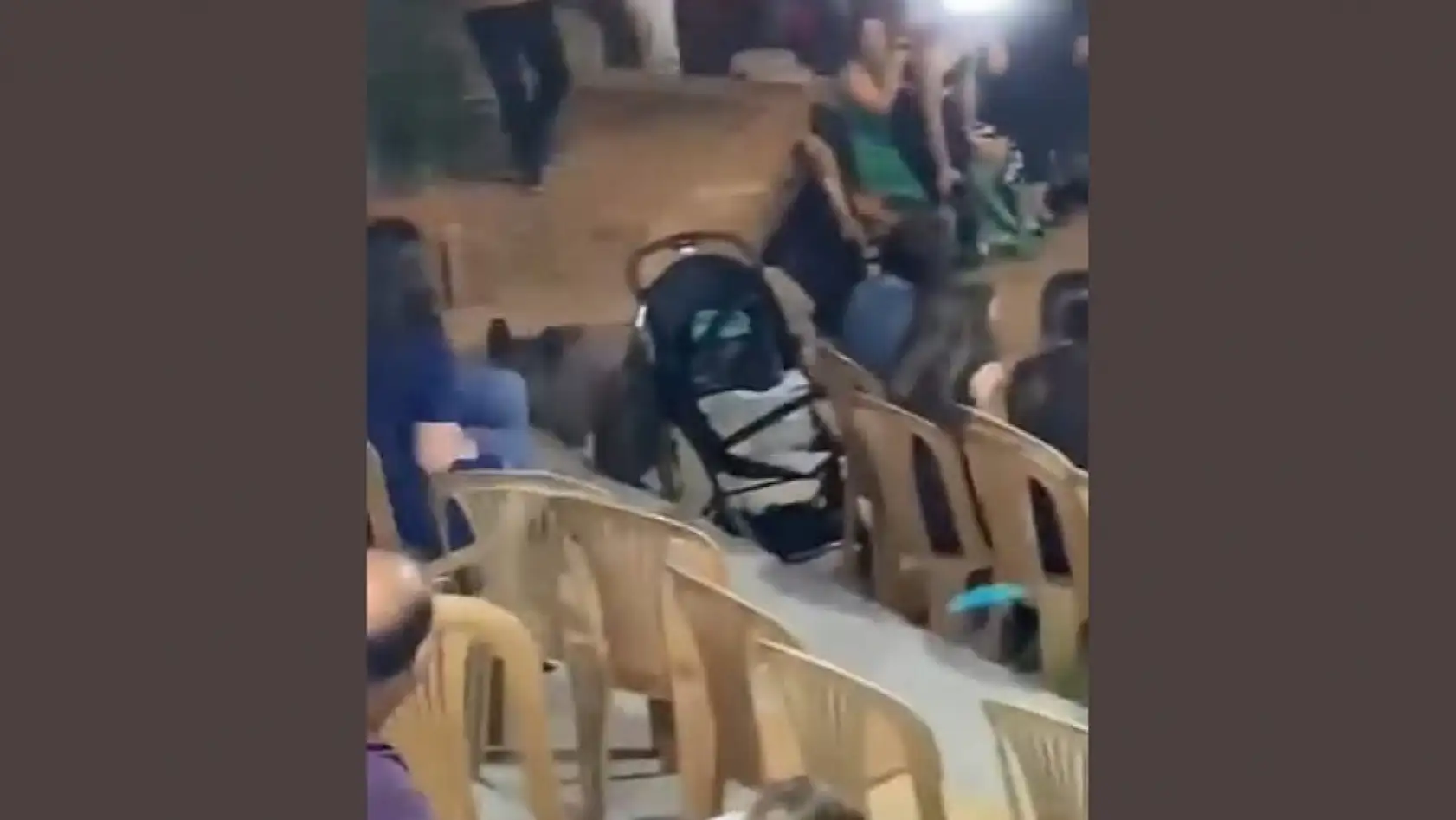 Bodrum'da yaban domuzları düğünü bastı halay yerine panik yaşandı