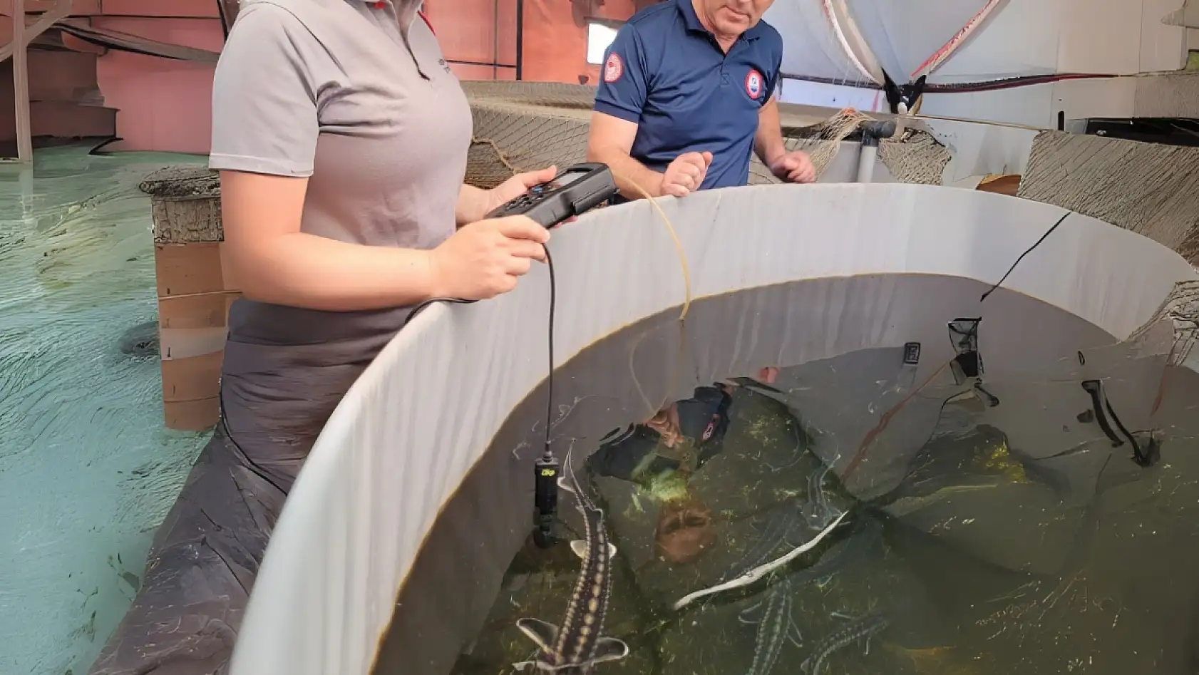 Milas'ta balıkçılıkta devrim: mersin balığı üretimi başladı