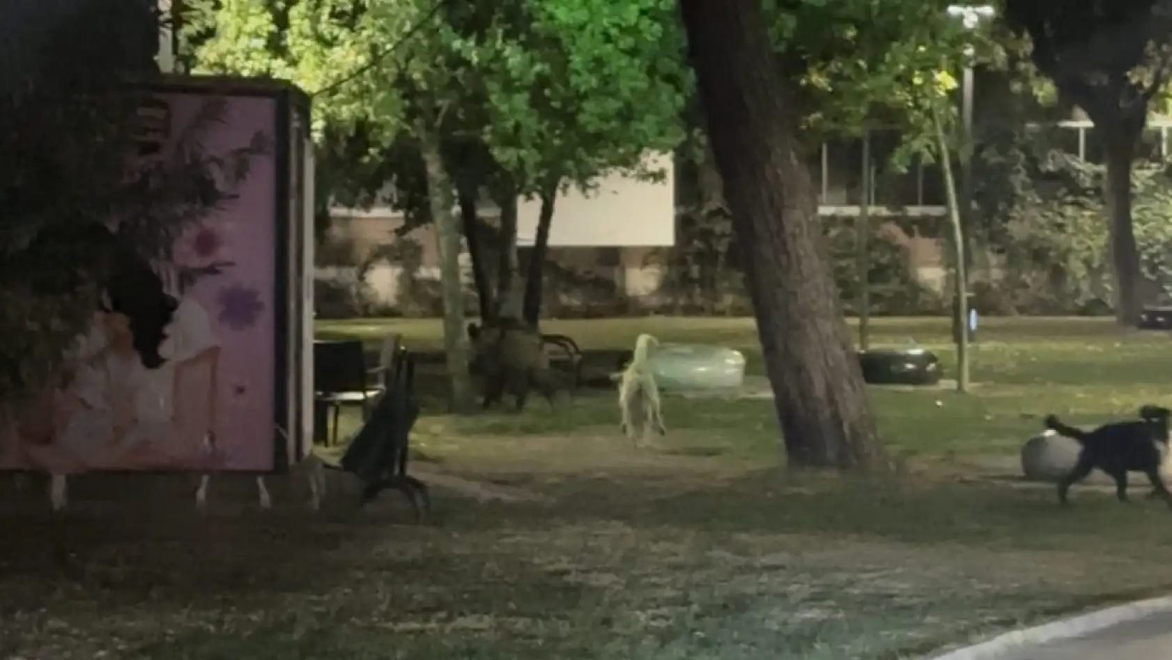 Milas'ta Yaban Domuzlarıyla Köpekler Arasında Kovalamaca