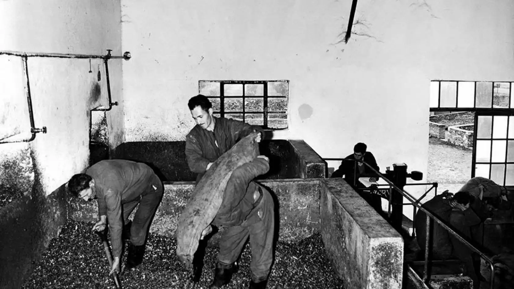 Antik çağlardan günümüze Milas'ta zeytinyağı üretimi