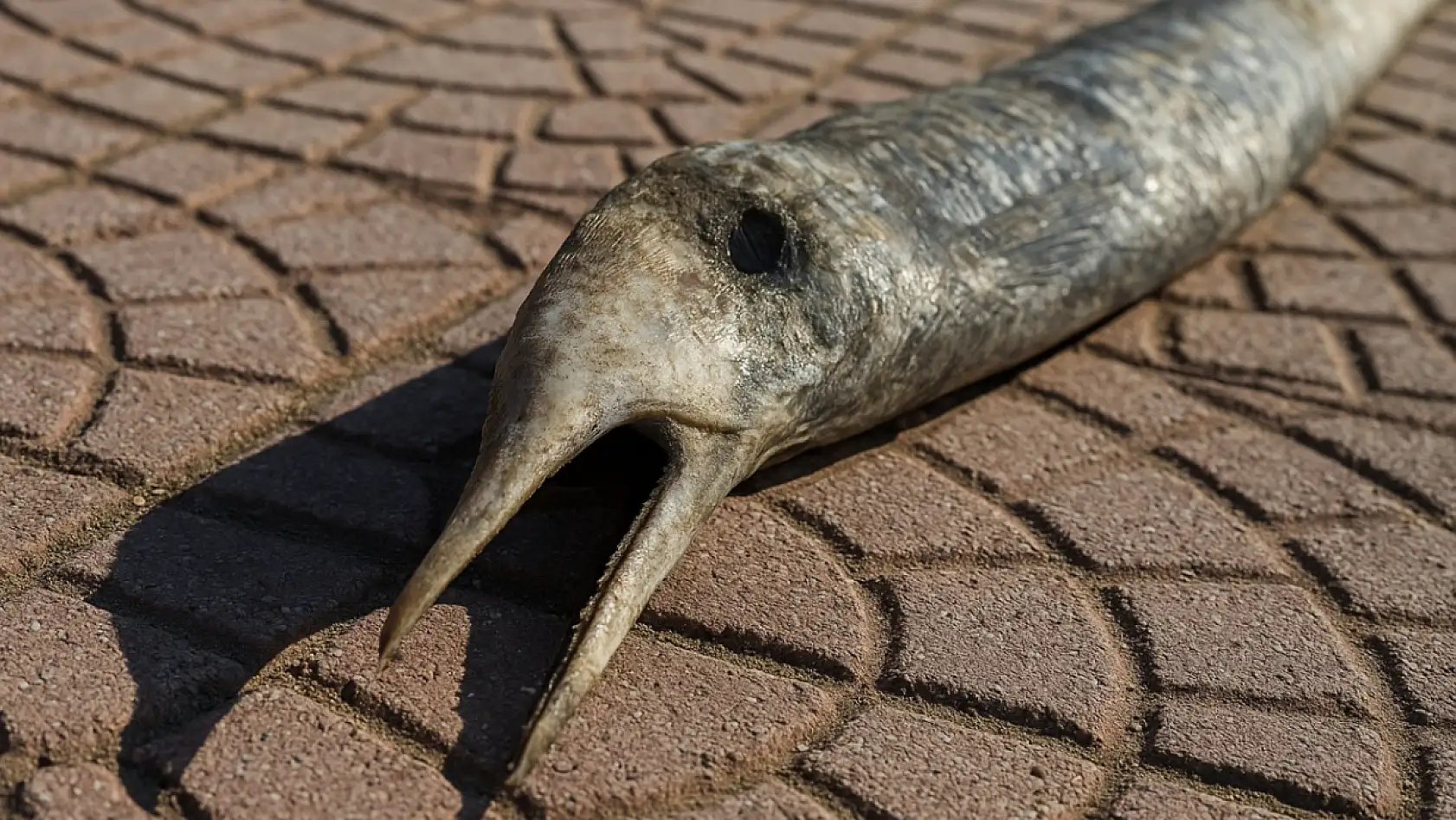 Milas kıyısında akılları karıştıran canlı: Denizden gelen bu varlık ne?