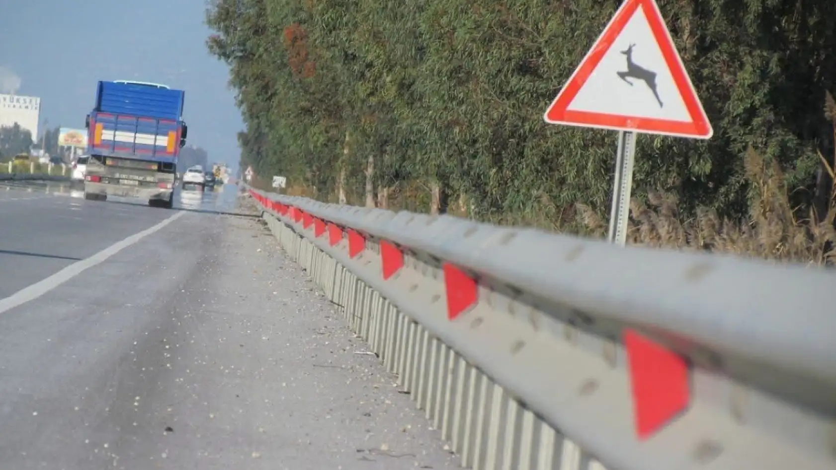 Türkiye'nin en gizemli yaban kedisi Söke Milas karayolunda can verdi