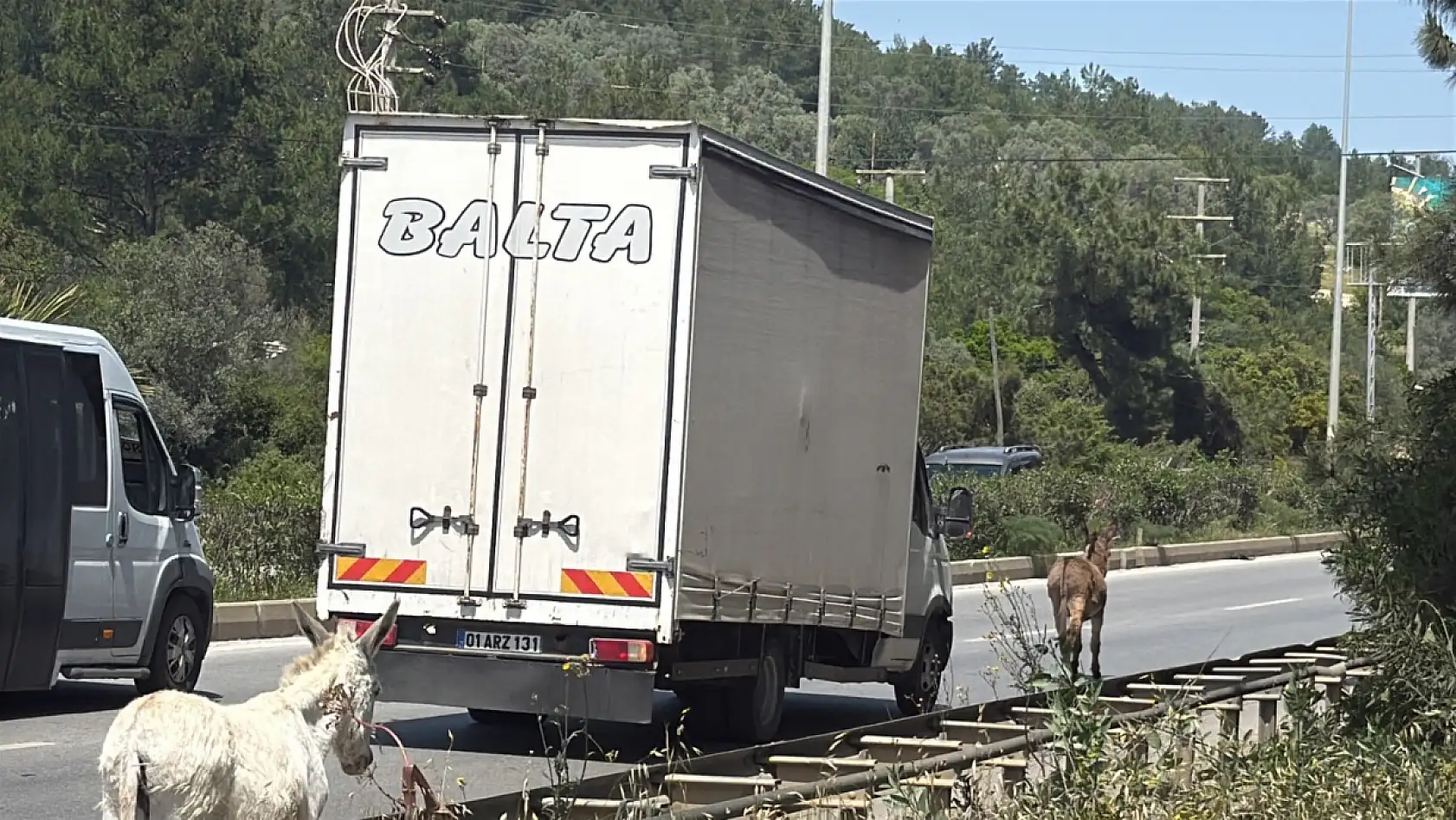 Milas-Bodrum karayolunda sıra dışı anlar: Eşekler yolu kapattı