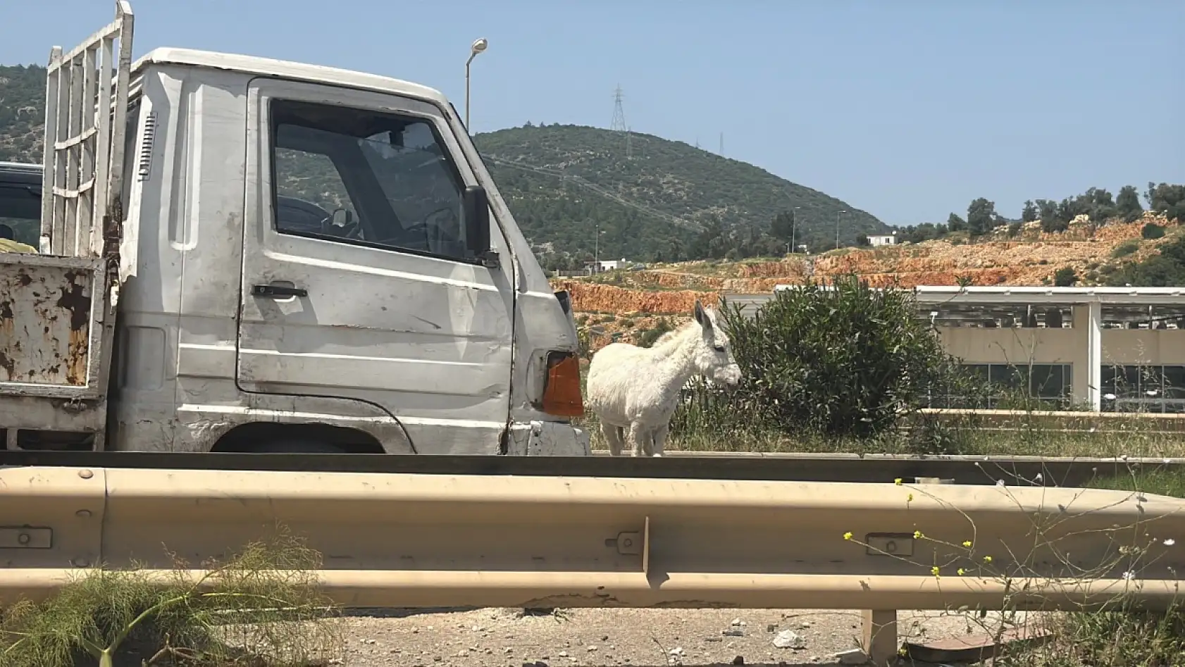 Milas-Bodrum karayolunda sıra dışı anlar: Eşekler yolu kapattı