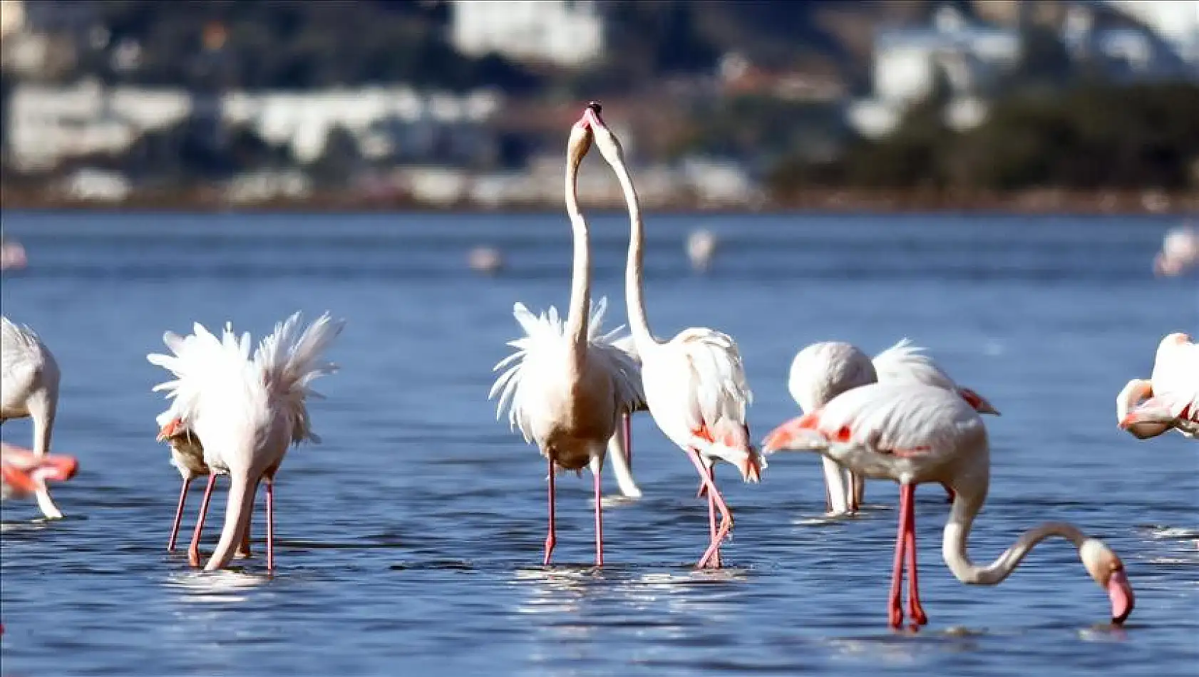 Flamingoların vizeye ihtiyacı yok. Tuzla Milas'ın flamingoları