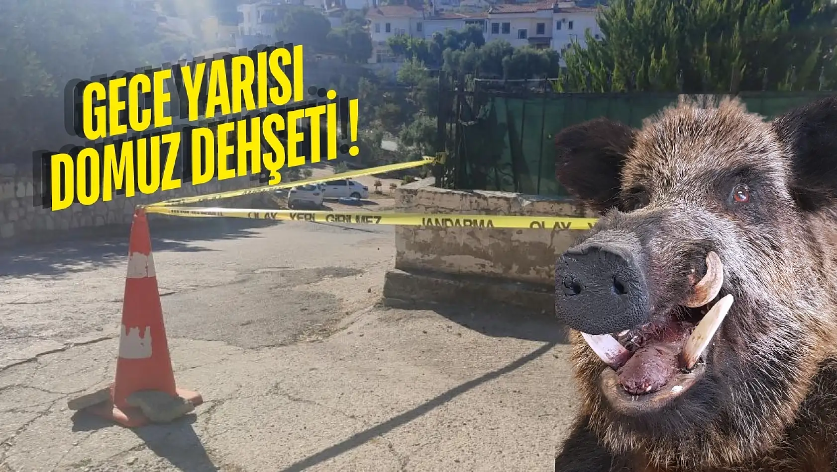 Güllük'te Domuz Saldırısı: 20 Yaşındaki Genç Kız Beton Zemine Çakılarak Ağır Yaralandı