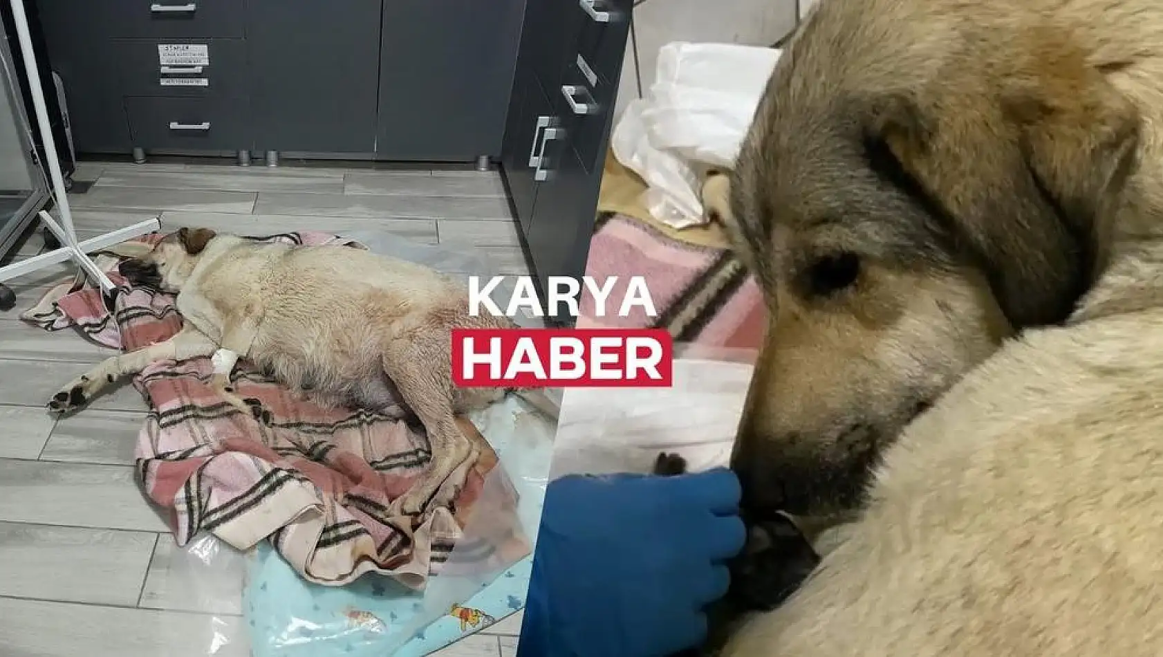 Karya Haber'den Yardım Eli: Mağdur Köpek Sahiplendirildi