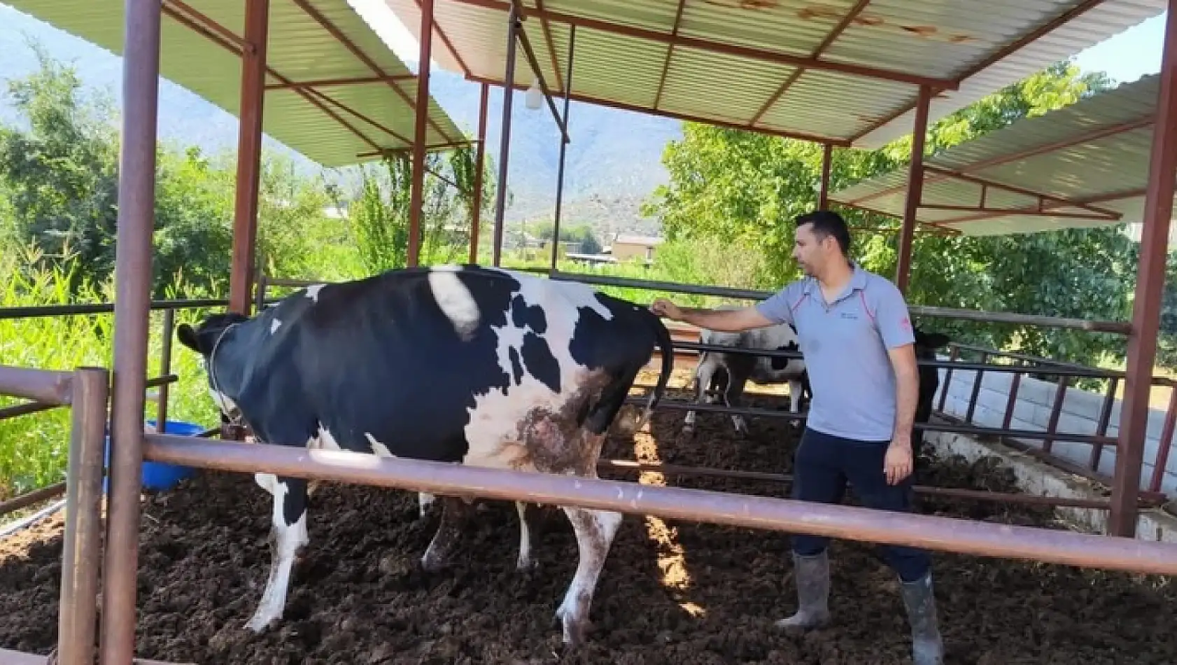 Milas'ta Şap Hastalığı Nedeniyle 3 Kilometrelik Alan Karantinaya Alındı