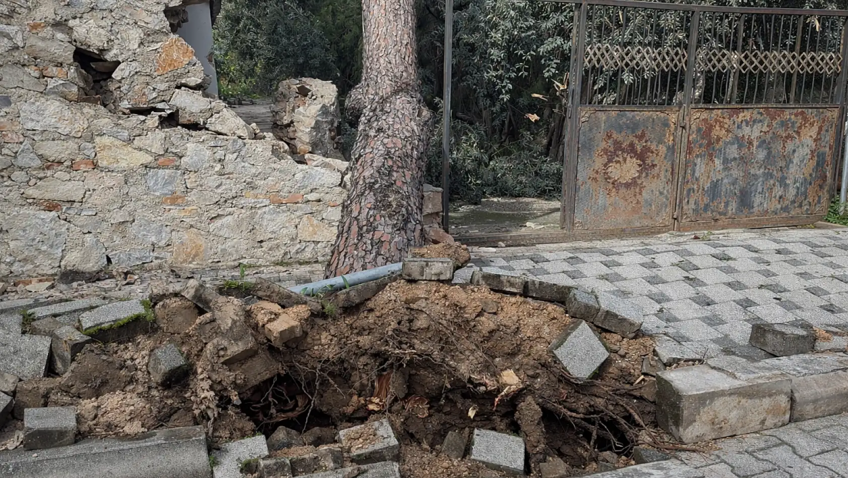 Milas'ta şiddetli rüzgar çam ağacını yıktı