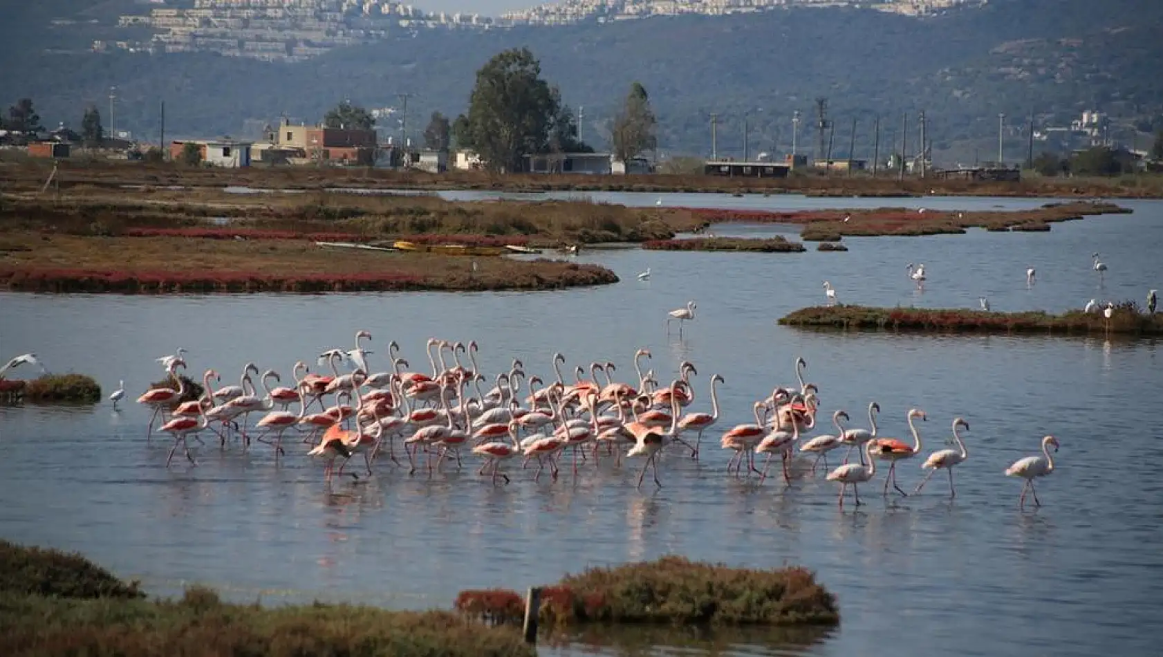 Milas’ın Tuzla Sulak Alanı Sonbaharda Flamingolarla Renklendi