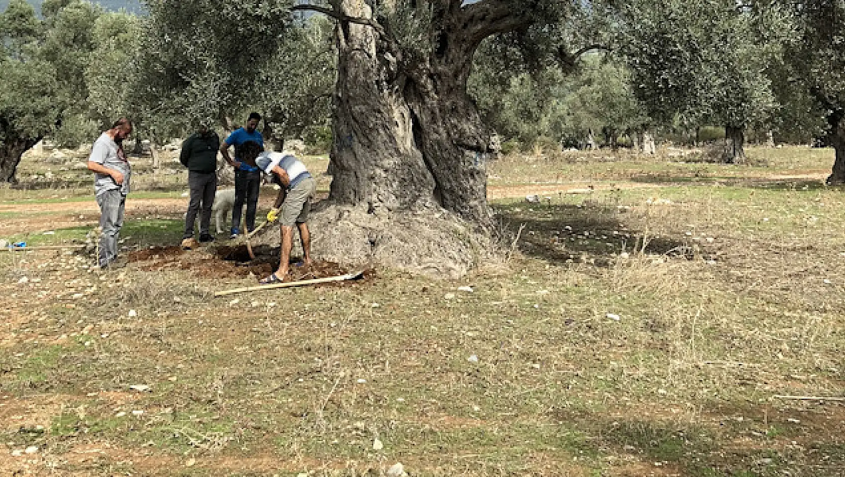 Milas’taki 3 bin yıllık ağacın ‘sır’ yaşını nükleer fizikçiler ortaya çıkardı